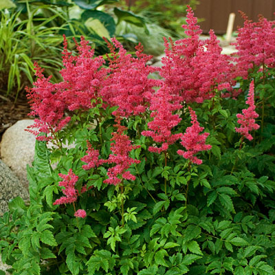 Astilbe x 'Younique Carmine'