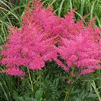 Astilbe x 'Younique Cerise'