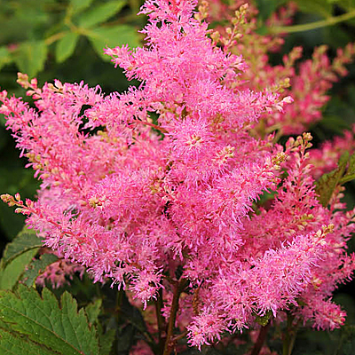 Astilbe x 'Younique Pink'