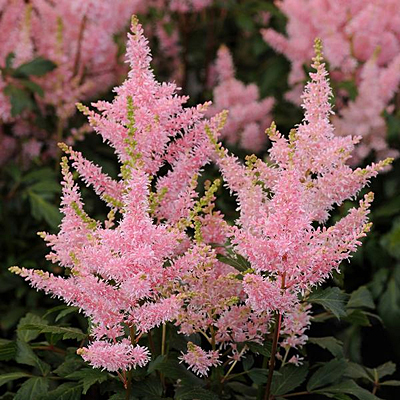 Astilbe x 'Younique Salmon'