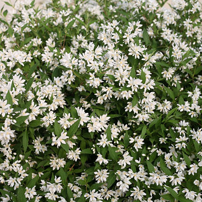 Deutzia x 'Yuki Snowflake'