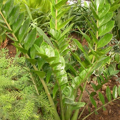 Zamioculcas zamiifolia