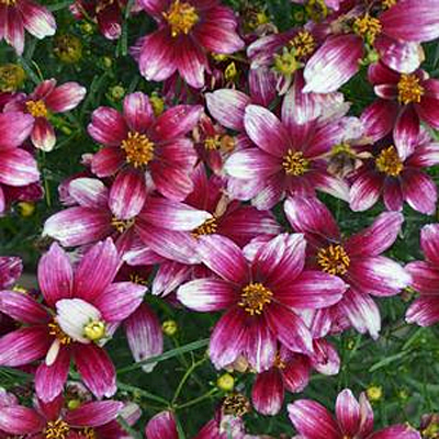 Coreopsis v. 'Zesty Zinger'