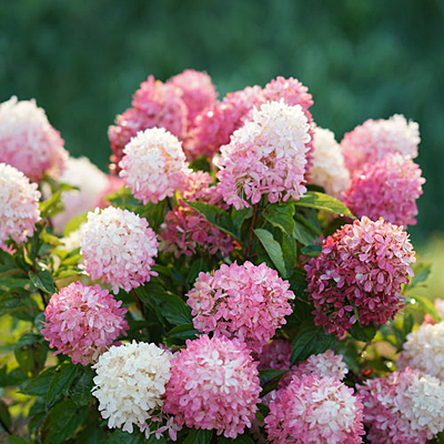 Hydrangea p. 'Zinfin Doll'