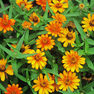 Zinnia 'Profusion Orange'