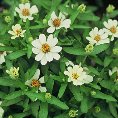 Zinnia 'Profusion White'