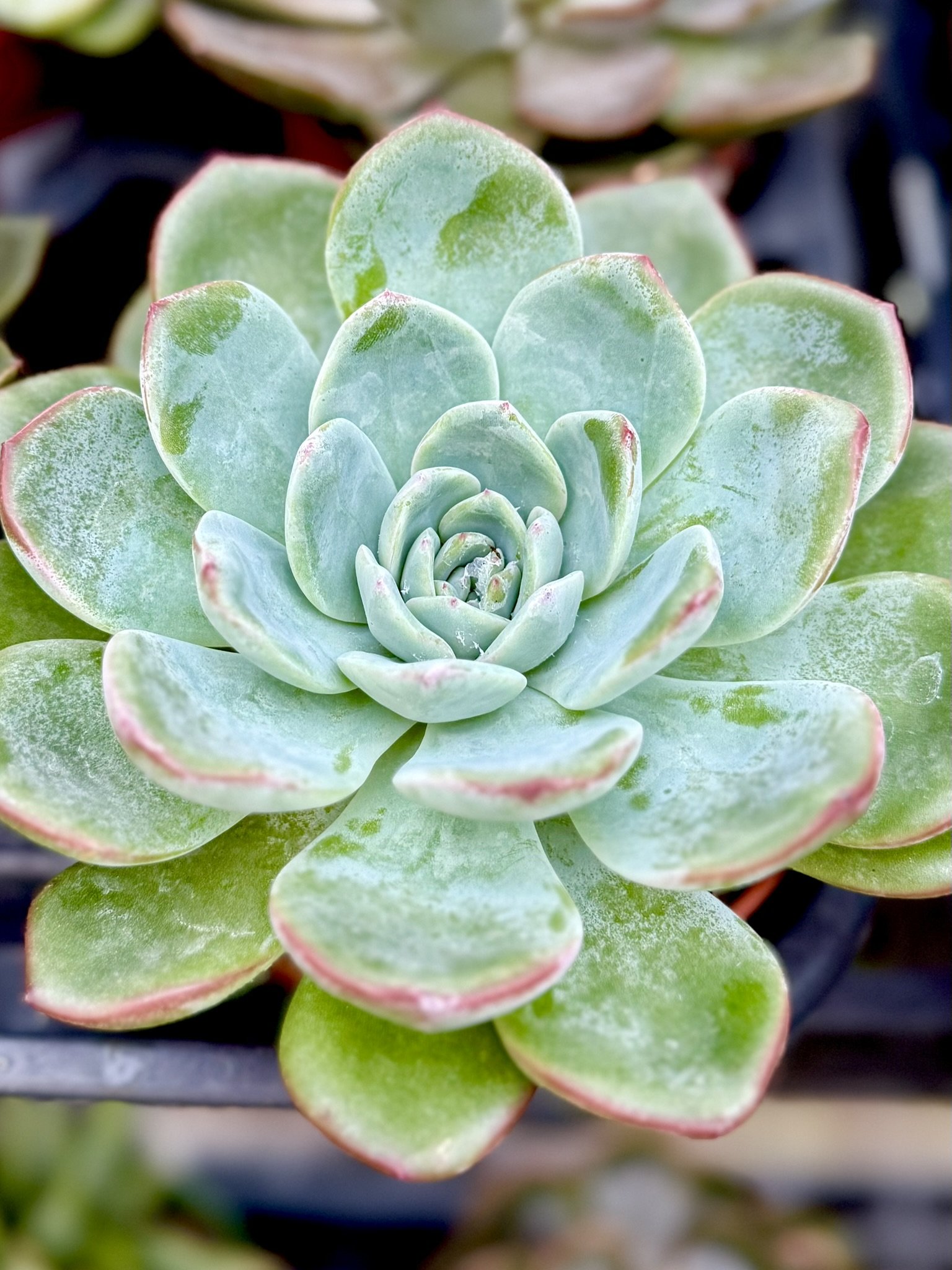 Pale green echeveria succulent