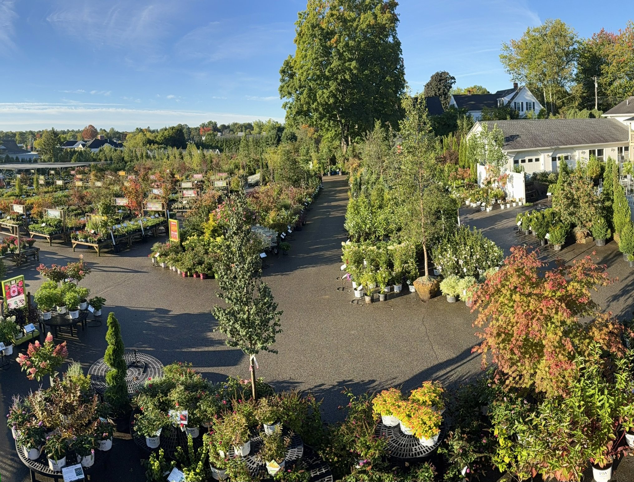 Sunlit rows of trees, shrubs and colorful fall foliage at Estabrook's garden center