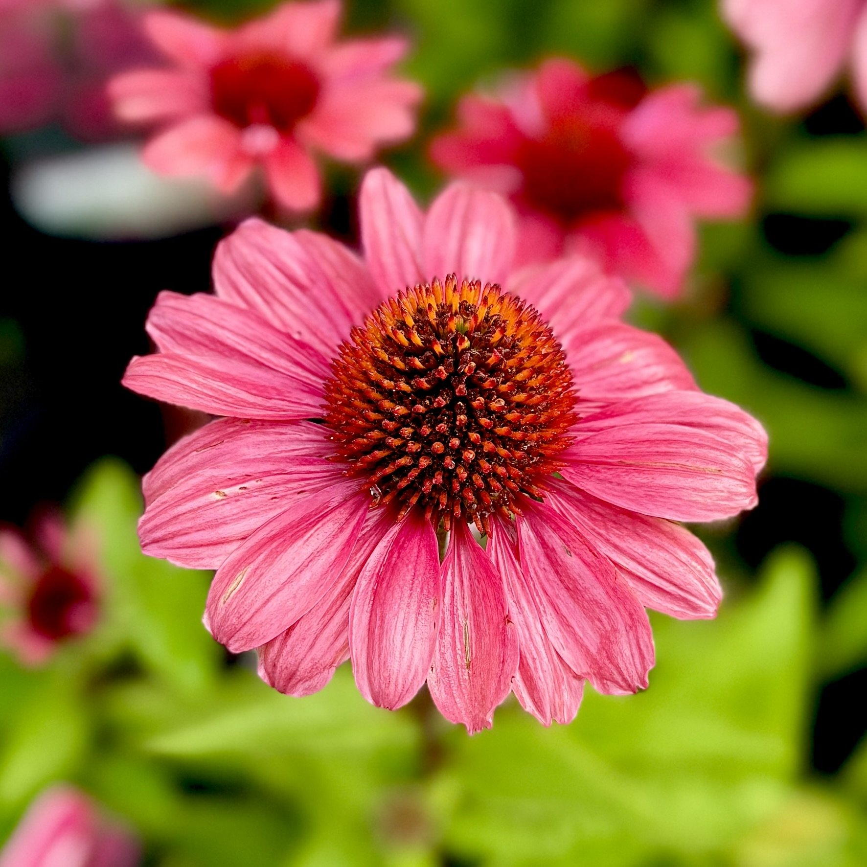 Pink coneflower covered in raindrops