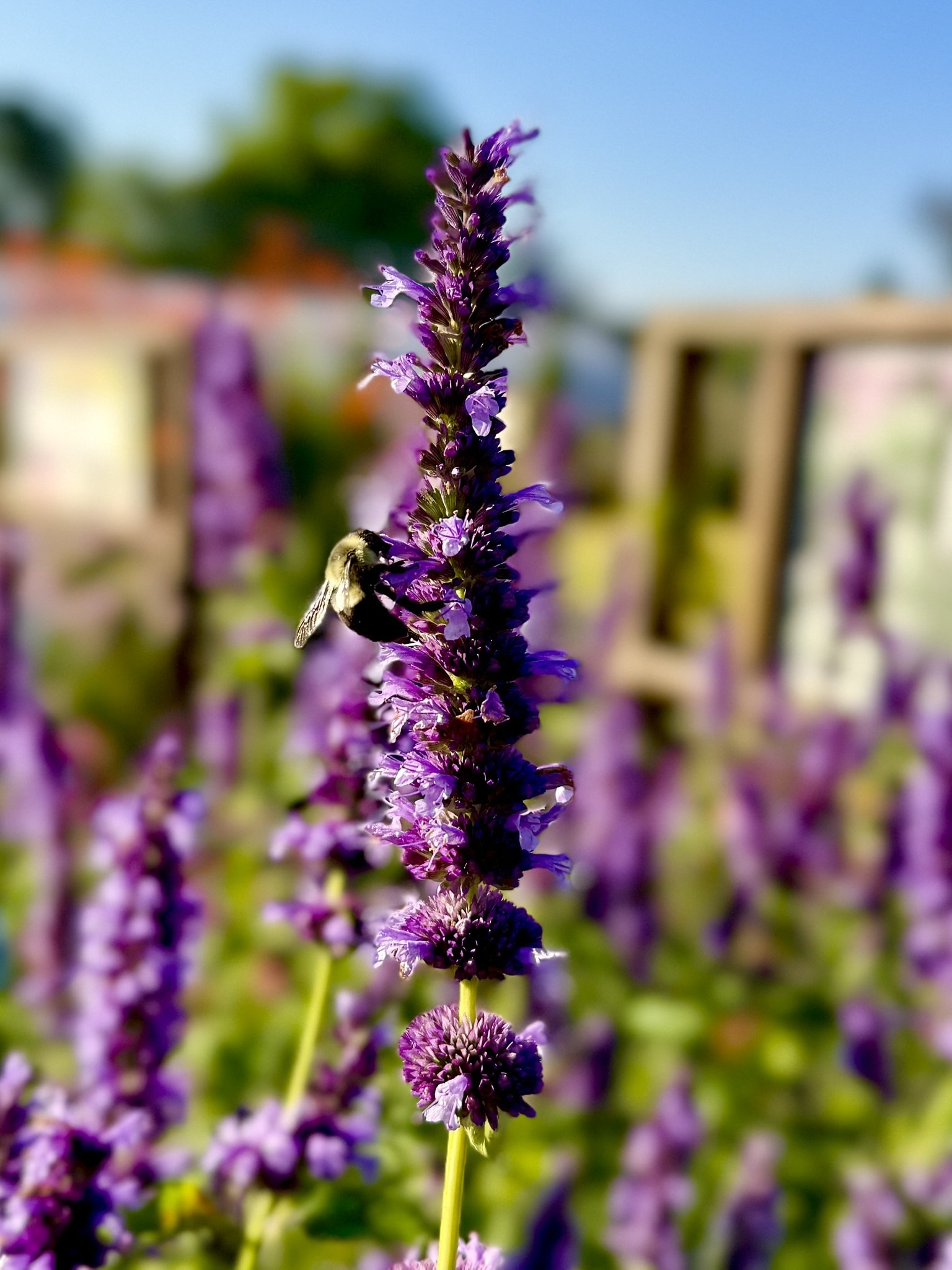Purple salvia flowers in bloom