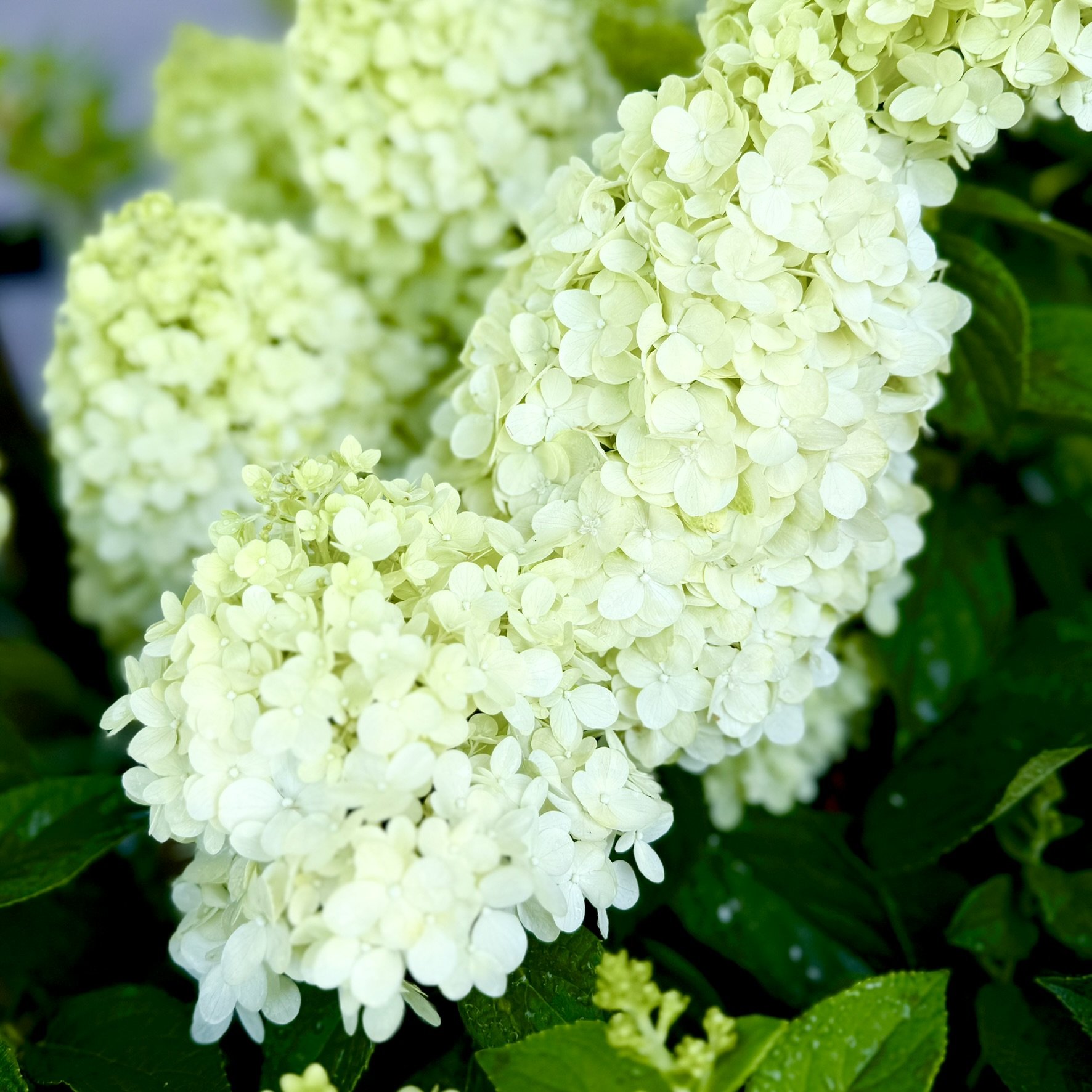 White hydrangea flowers in bloom