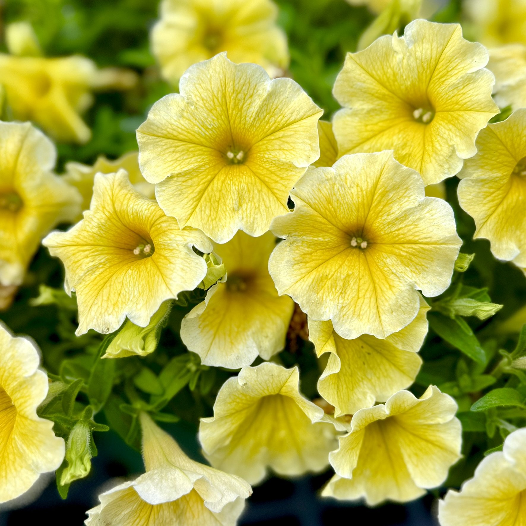 Yellow petunias in bloom