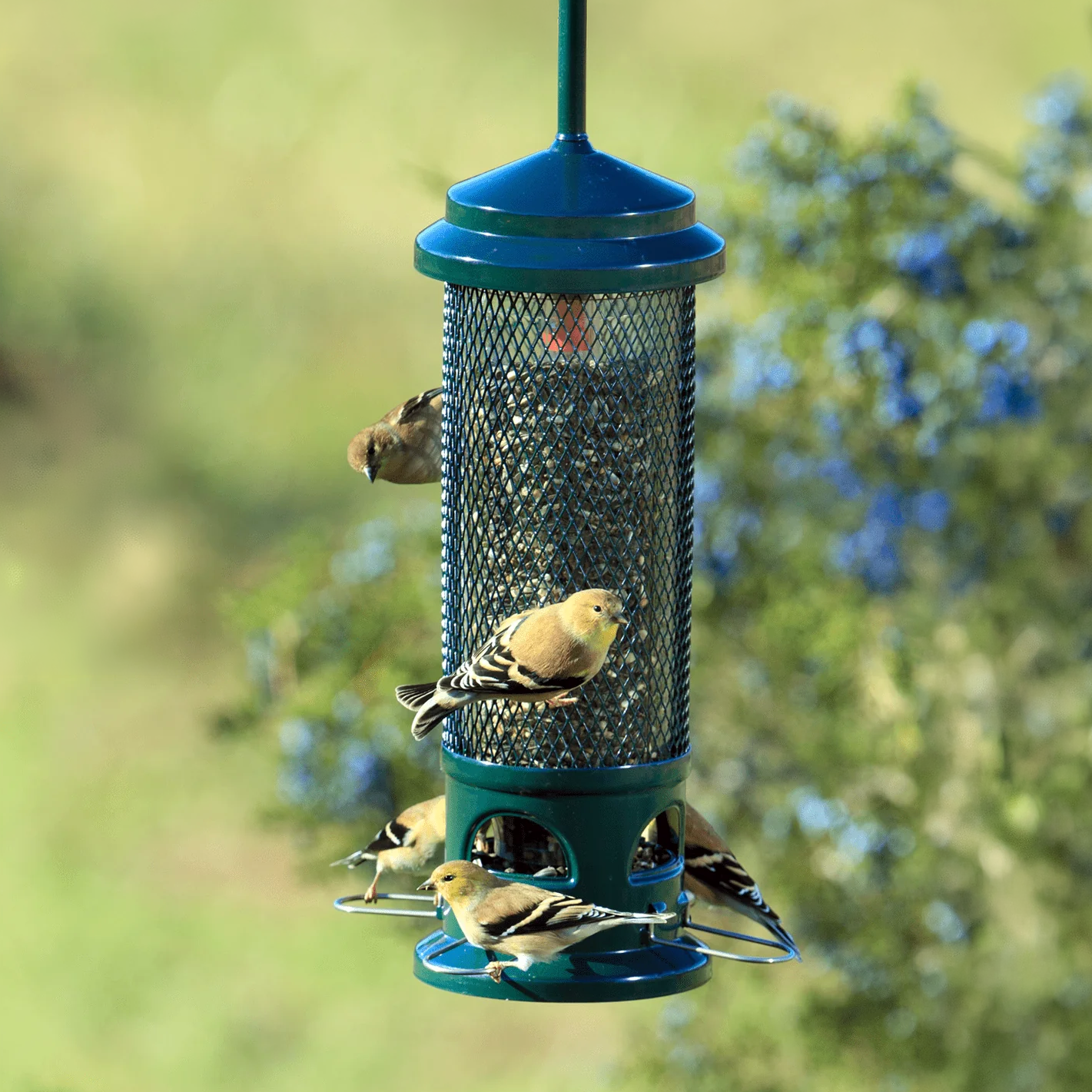 Goldfinches feeding at a Brome bird feeder