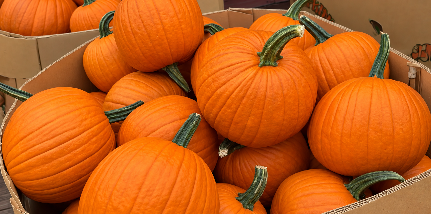 Fresh orange carving pumpkins ready for fall