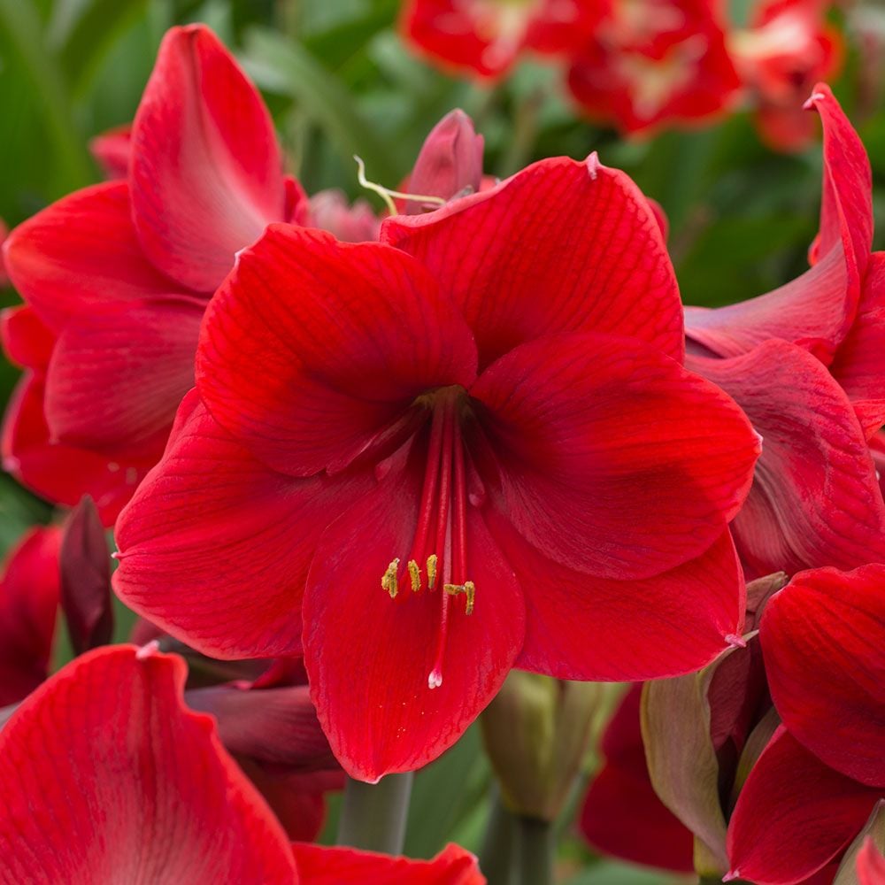 AMARYLLIS