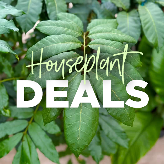 Houseplant Deals