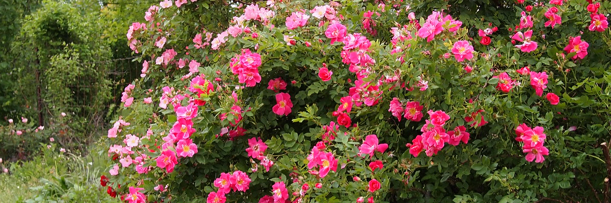 How to Winterize Roses