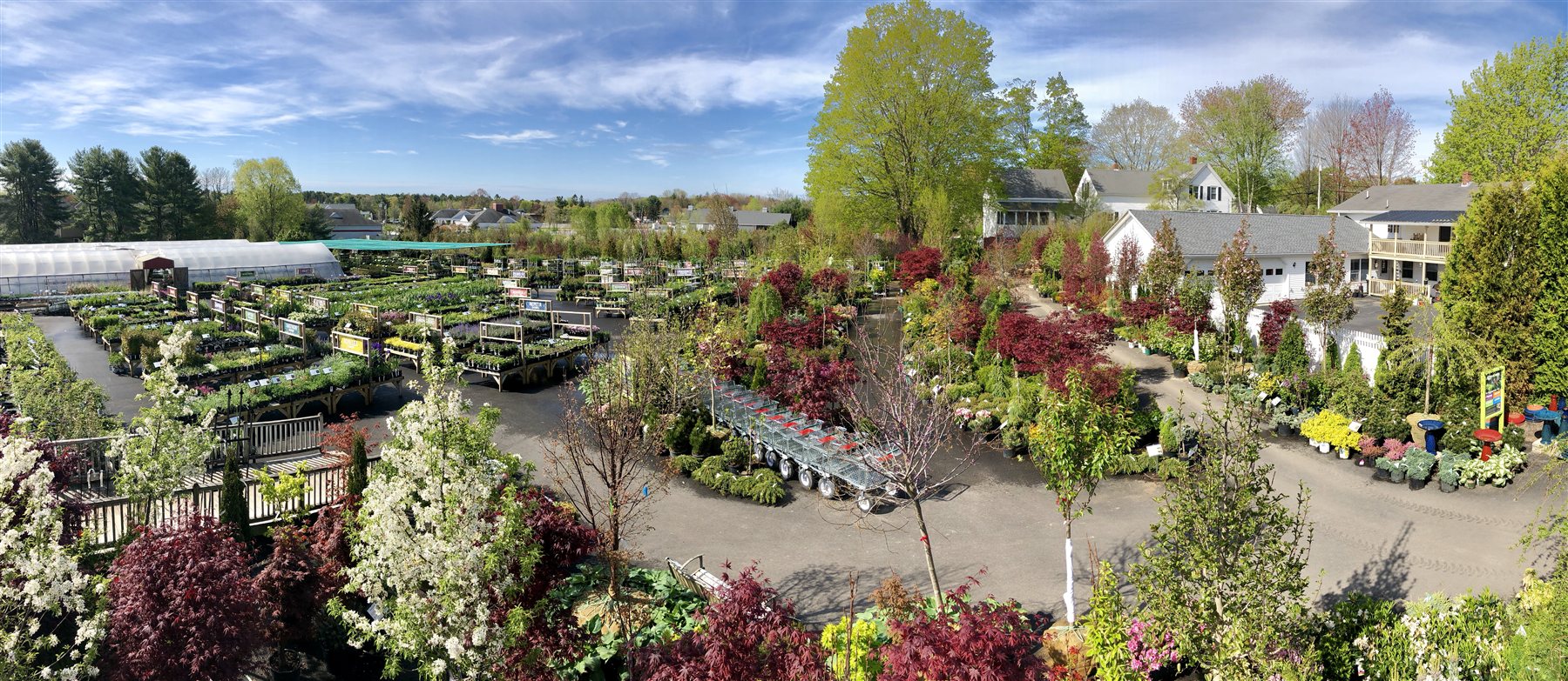 Panoramic view of colorful outdoor plant displays at Estabrook's Yarmouth garden center