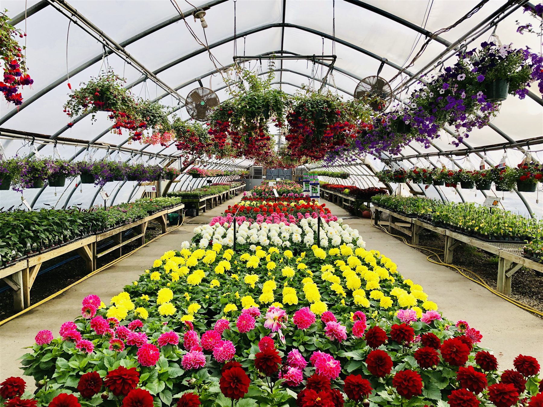 Colorful annual displays inside the Yarmouth greenhouse