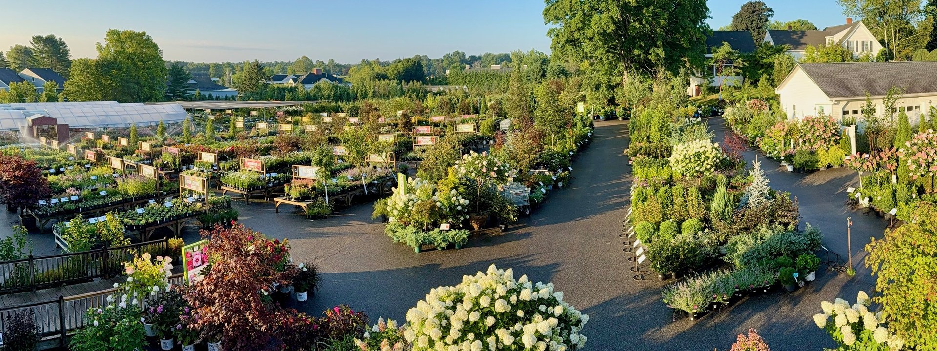 Late-summer plants filling the Estabrook's Yarmouth nursery yard