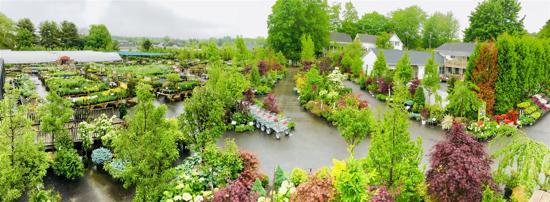 Trees, shrubs and colorful displays in the Yarmouth nursery yard