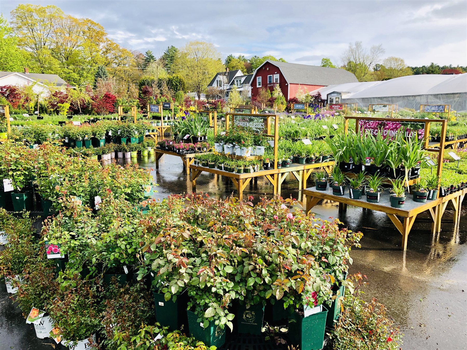 Trees, shrubs and perennials ready for gardeners at Estabrook's Yarmouth garden center