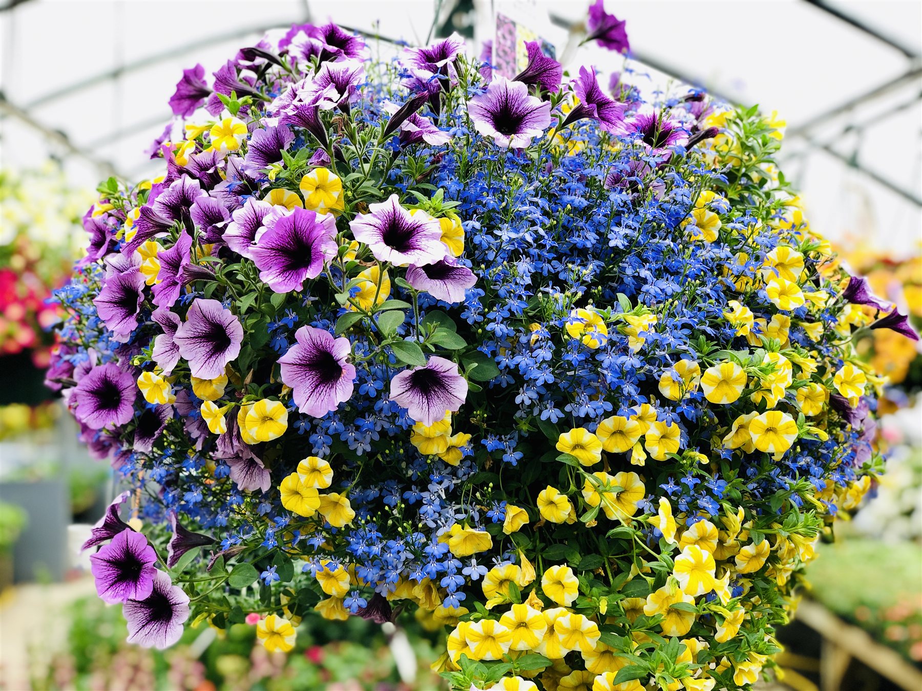 A hanging basket filled with purple, yellow and blue flowers
