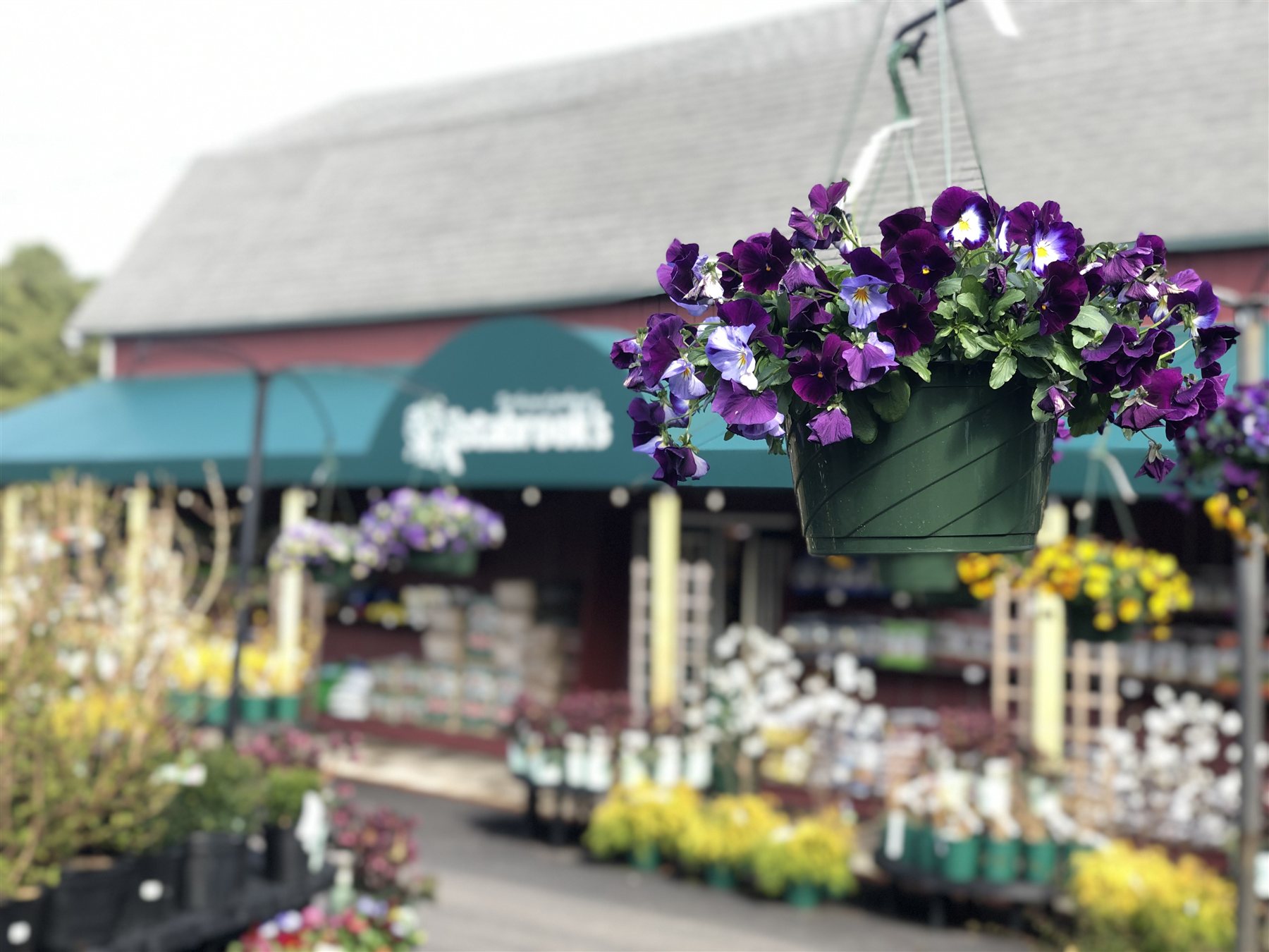 Colorful hanging baskets at Estabrook's Yarmouth garden center