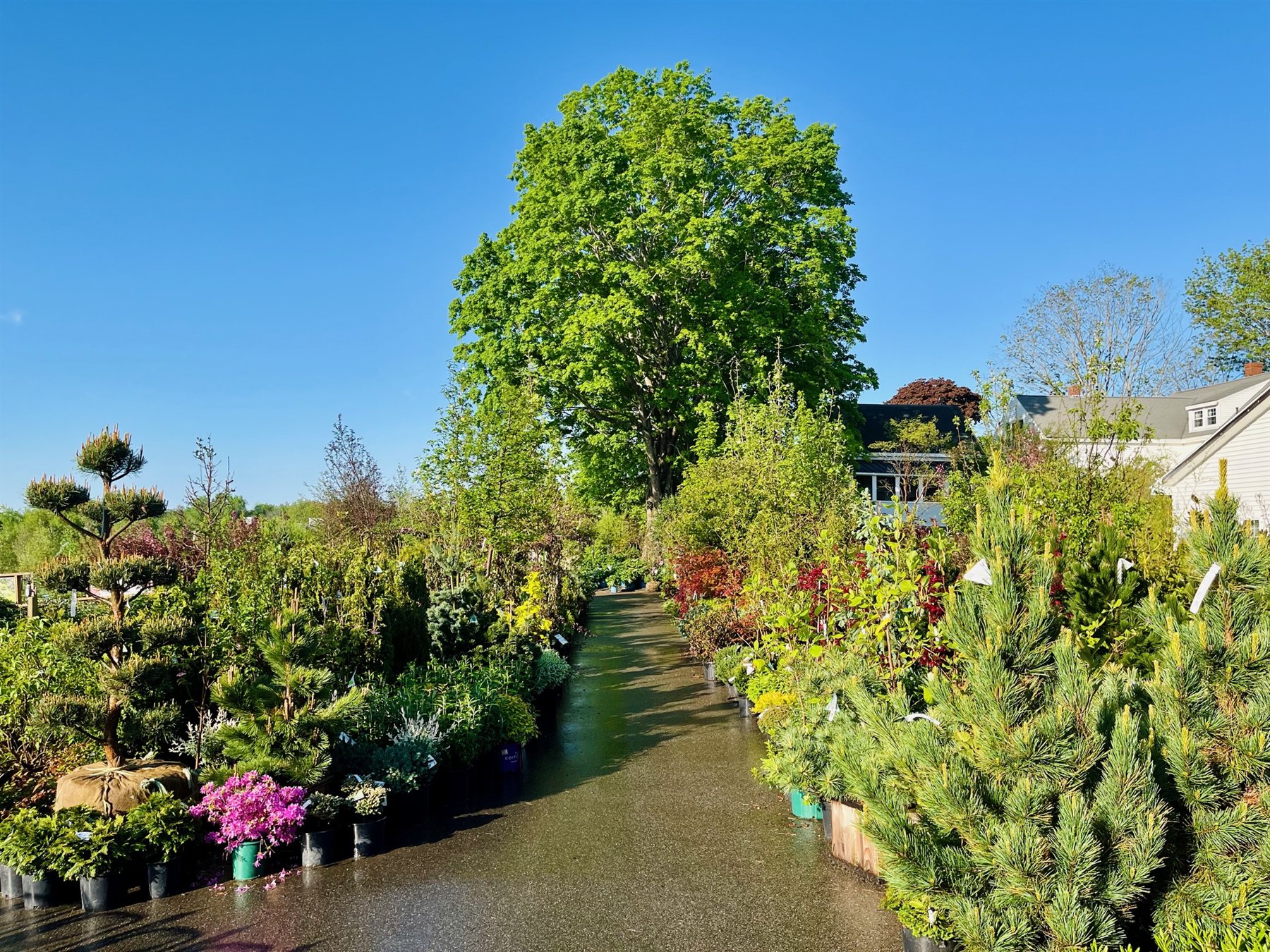 Trees and shrubs in Estabrook's Yarmouth nursery